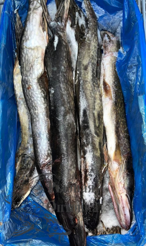 Щука с/м